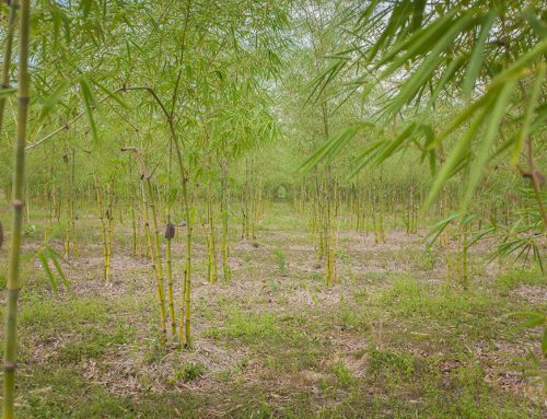 Environmental Impact of Planting Bamboo Along a River Bank