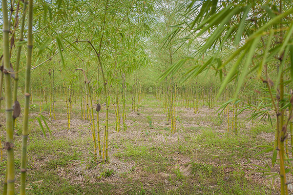 planting-bamboo
